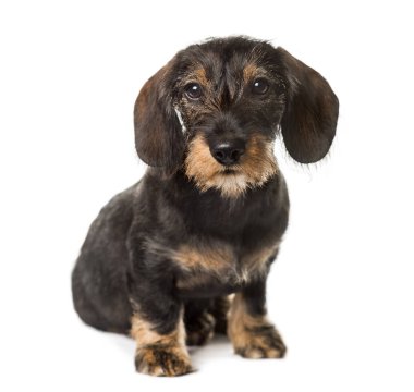 Oturmuş, üzerinde beyaz izole çikolata Dachshund