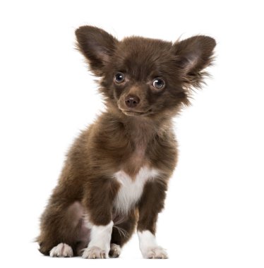 Köpek Chihuahua oturan, 4 aylık beyaz izole