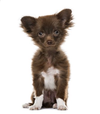 Köpek Chihuahua oturan, 4 aylık beyaz izole