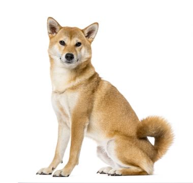 Shiba Inu otururken, beyaz, 3 yıl eski izole