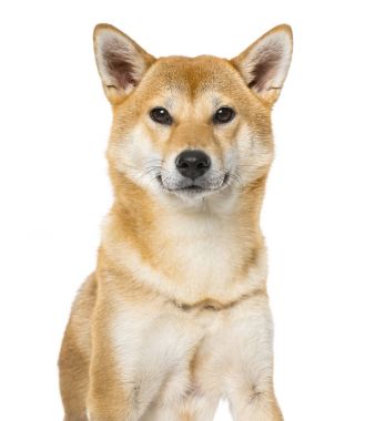 Shiba Inu, 3 yaşında, beyaz izole oturma