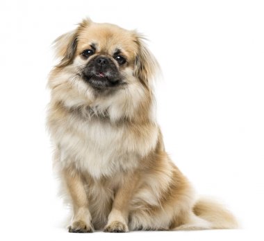 Tibet Spaniel oturan, 2 yaşında, beyaz izole