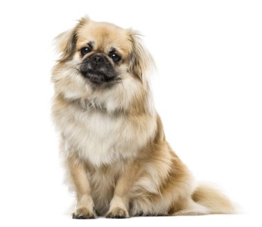 Tibet Spaniel oturan, 2 yaşında, beyaz izole