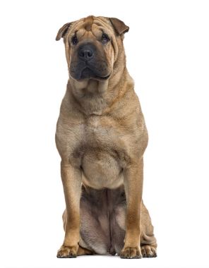 Shar Pei oturmuş, beyaz (3 yaşında izole)