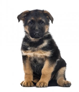 Yavru Alman çoban köpeği oturan, 2 aylık wh izole