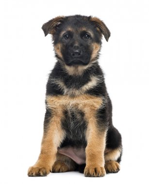 Yavru Alman çoban köpeği oturan, 2 aylık wh izole