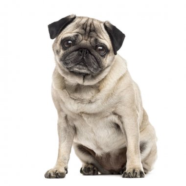 Pug oturan, 6 yaşında beyaz izole
