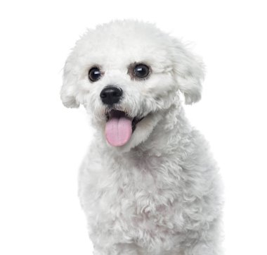 Bichon Frise nefes nefese, beyaz, 1 yaşında izole