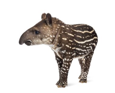 Young South american tapir, isolated on white, 41 days old clipart