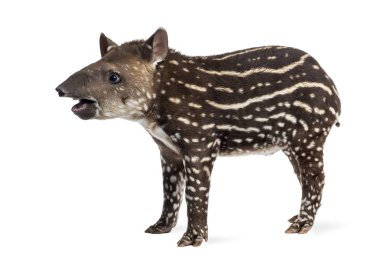 Side view of a young South american tapir, isolated on white, 41 clipart