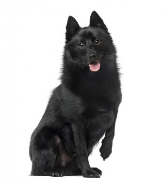 Schipperke oturma ve, 2 yaşında, beyaz izole nefes nefese
