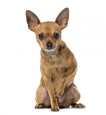 Chihuahua oturan, 3 yaşında, beyaz izole