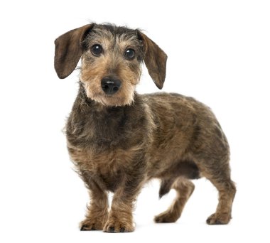  Brown Daschund ayakta, 11 yaşında beyaz izole