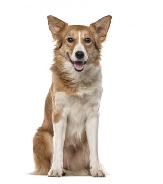 Kömür ocağı (4 yaşında sınır)