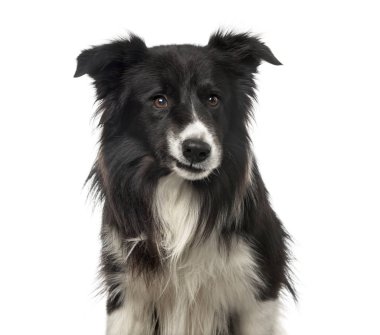 Bir alaycı Border Collie, üzerinde beyaz izole Close-Up