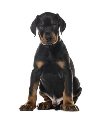 Köpek yavrusu Doberman Pinscher oturan, 7 hafta yaşlı, beyaz izole