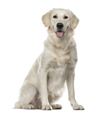 Beyaz Golden Retriever oturan, 19 ay yaşlı, whit üzerinde izole