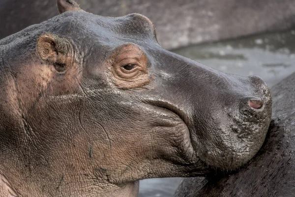 Close-up de um hipopótamo no Parque Nacional Serengeti — Fotografia de Stock