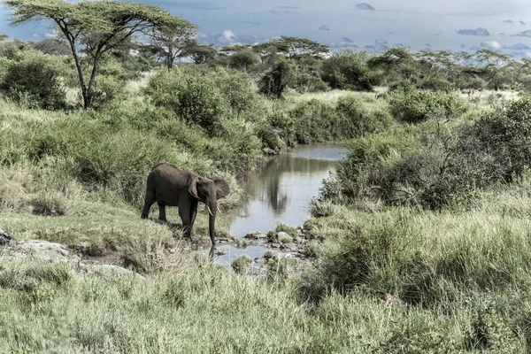 Elephant drinking in watercourse in Serengeti National Park — Stock Photo, Image