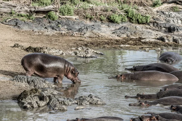 Hippopótamo bebendo no rio no Parque Nacional Serengeti — Fotografia de Stock