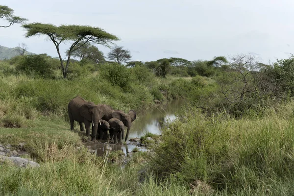 Elephants and calfs drinkink in watercourse in Serengeti Nationa — Stock Photo, Image