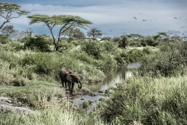 Beber elefantes en el curso de agua en el Parque Nacional del Serengeti — Foto de Stock