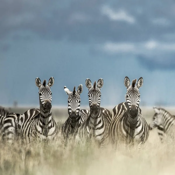 Besättningen på zebra i vilda savannen, Serengeti, Afrika — Stockfoto