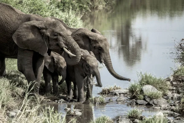 Elefanti e vitelli bevono nel corso d'acqua nel Serengeti Nationa — Foto Stock