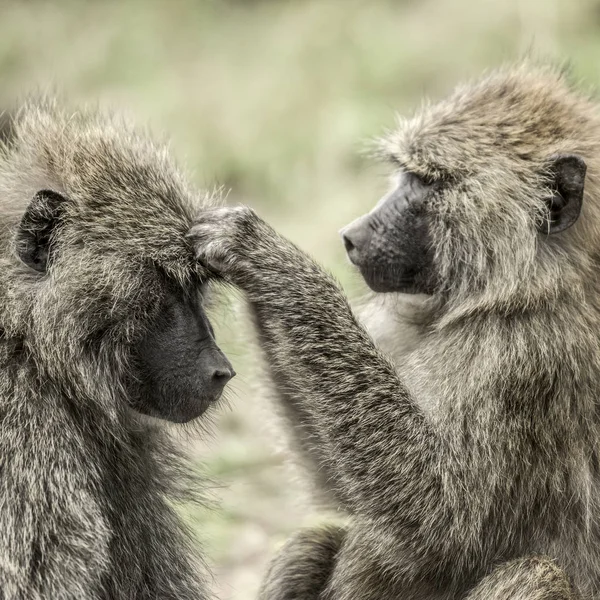 在 Serenge 中搜索食物的其他，头上的橄榄狒狒 — 图库照片