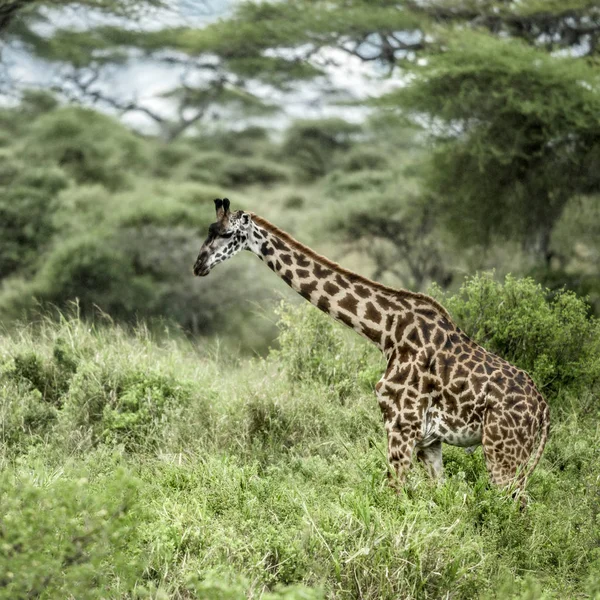 Žirafy v Africe savannah, Serengeti, — Stock fotografie