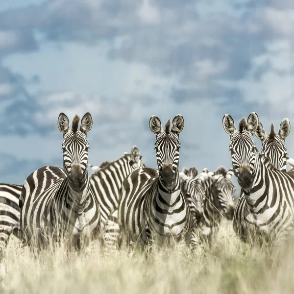 A vadon élő szavanna, Serengeti, Afrika zebra csorda — Stock Fotó