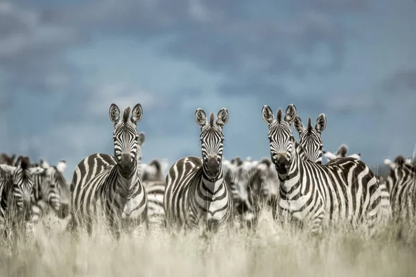 Κοπάδι από ζέβρα στην άγρια σαβάνα, Serengeti, Αφρική — Φωτογραφία Αρχείου