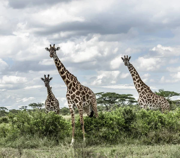 Żyrafy w savannah, Serengeti, Afryka — Zdjęcie stockowe