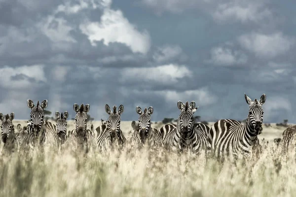 A vadon élő szavanna, Serengeti, Afrika zebra csorda — Stock Fotó