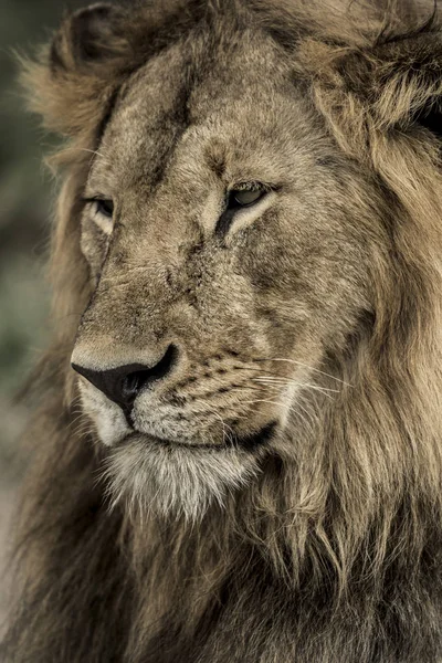 Primer plano de un león macho en el Parque Nacional del Serengeti —  Fotos de Stock