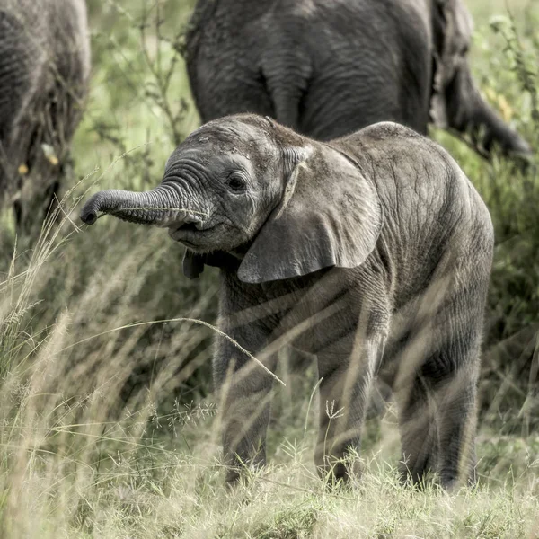 Słoń łydka w parku narodowym Serengeti — Zdjęcie stockowe