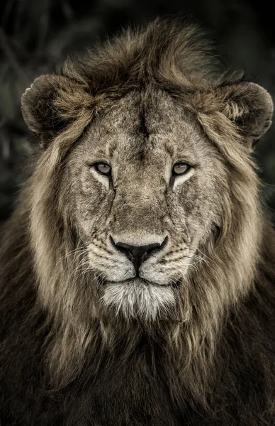 Close-up de um leão macho no Parque Nacional Serengeti — Fotografia de Stock