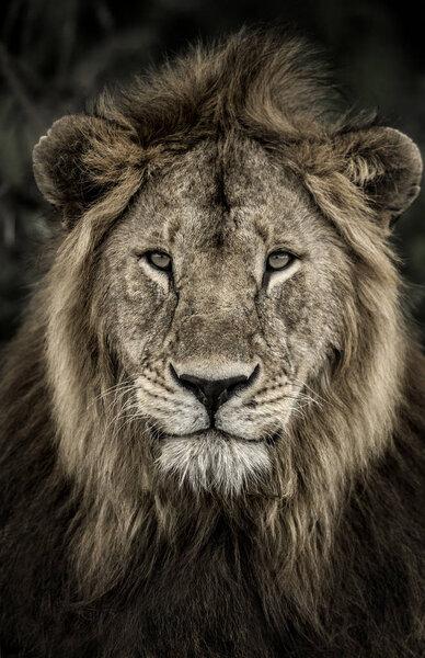 Close-up of a male lion in Serengeti National Park