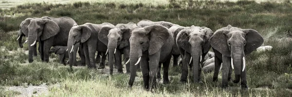 Groupe d'éléphants dans le parc national du Serengeti — Photo