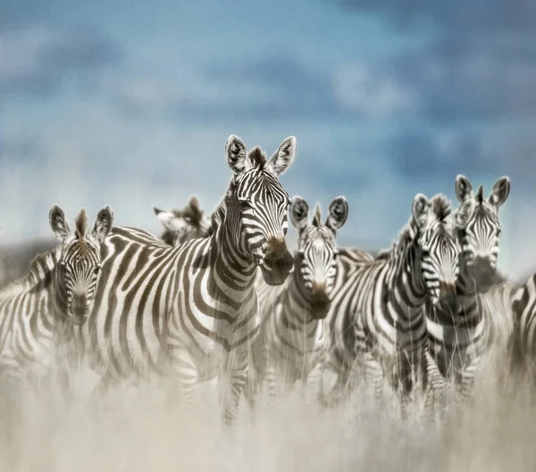 Manada de zebra na savana selvagem, Serengeti, África — Fotografia de Stock