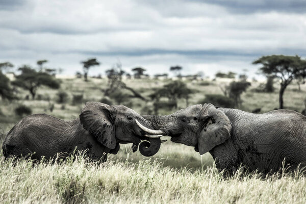 Elephants fighting in Serengeti National Park