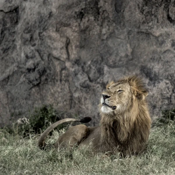 Male lion resting in Serengeti National Park — Stock Photo, Image