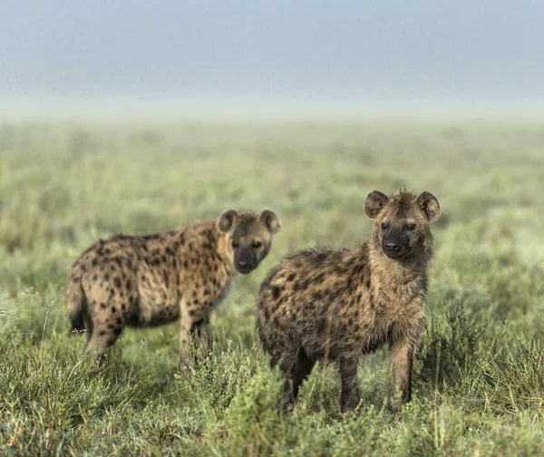 Hienas mirando hacia otro lado en el Parque Nacional del Serengeti —  Fotos de Stock