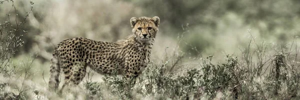 Cub τσίτα στο Εθνικό Πάρκο Σερενγκέτι — Φωτογραφία Αρχείου