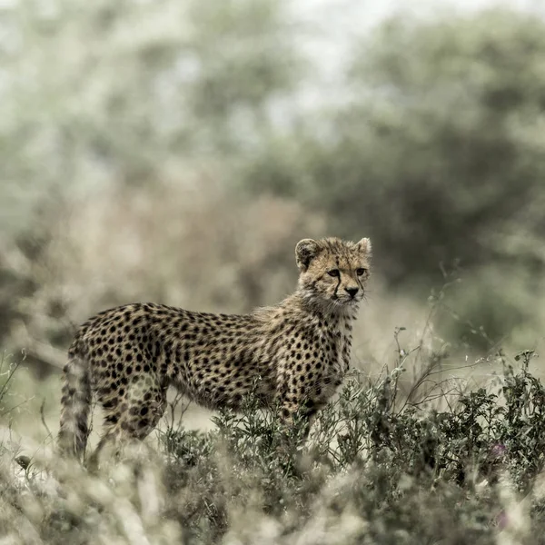 Ghepardo dei cuccioli nel Parco Nazionale del Serengeti — Foto Stock