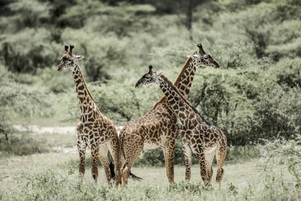 Żyrafy, grając w parku narodowym Serengeti — Zdjęcie stockowe