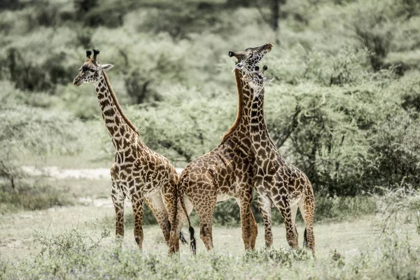 Жирафы играют в Национальном парке Серенгети — стоковое фото