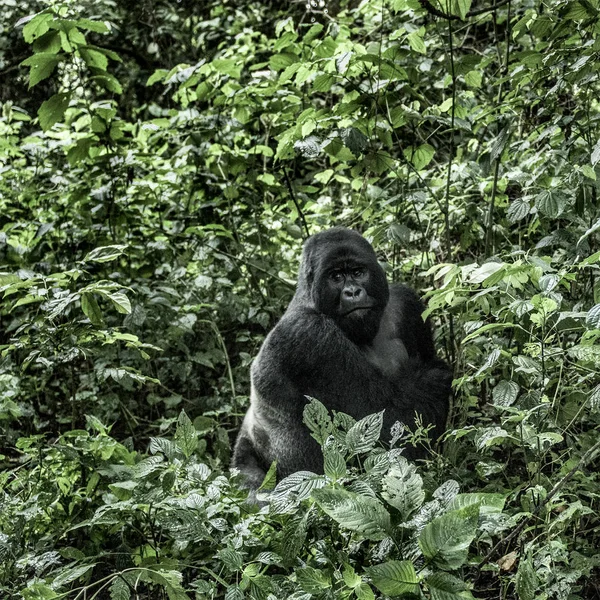 Gorila de montanha silverback no Parque Nacional Virunga, Afric — Fotografia de Stock