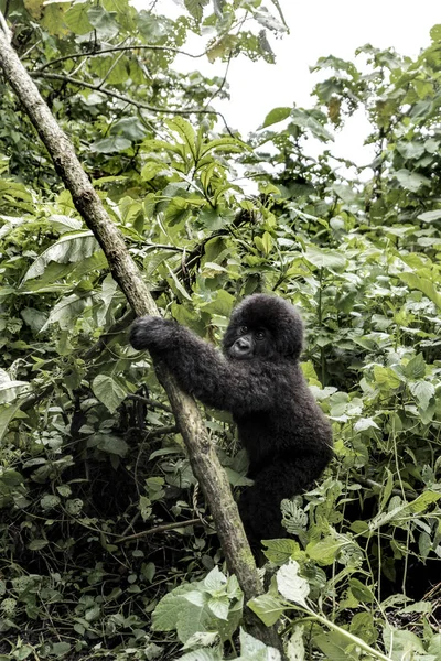 Jovem gorila de montanha no Parque Nacional Virunga, África, RDC — Fotografia de Stock