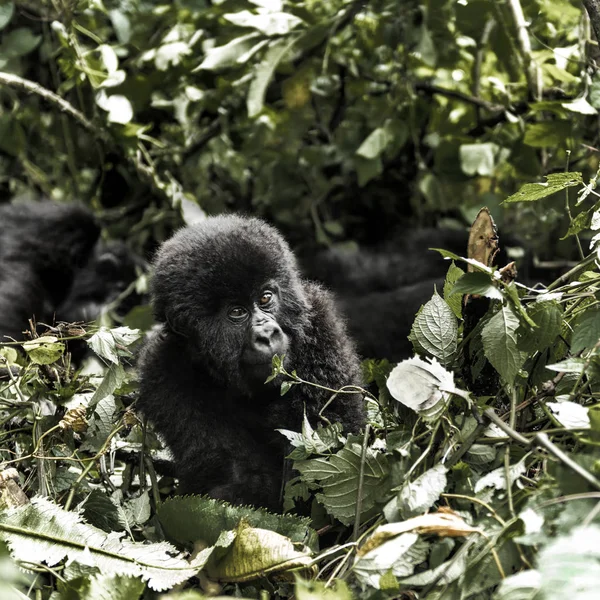 Jovem gorila de montanha no Parque Nacional Virunga, África, RDC — Fotografia de Stock